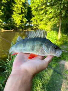 European Perch