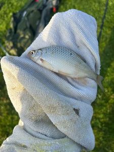 Roach