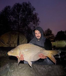 Common Carp
