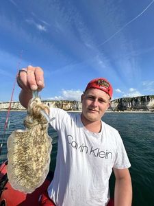 Common Cuttlefish
