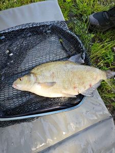 Common Bream