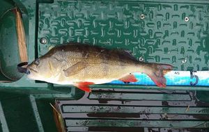 European Perch