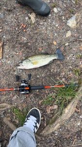 Largemouth Bass
