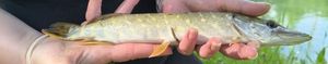 Chain Pickerel