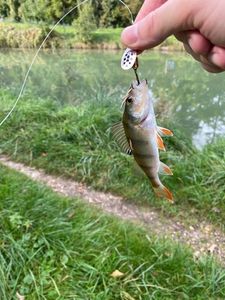 European Perch