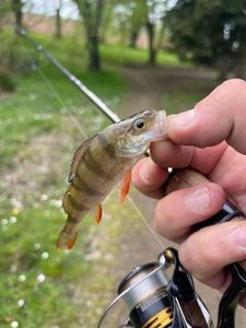 European Perch