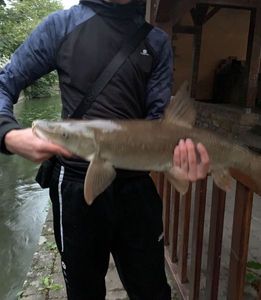 Barbel