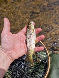 Brown Trout