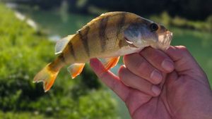 European Perch