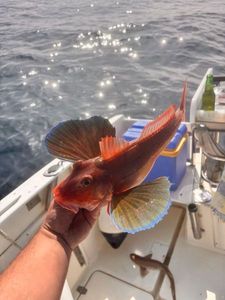 Red Gurnard
