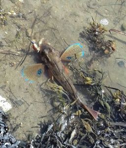 Flying Gurnard