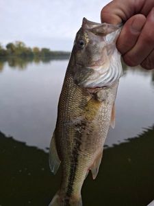 Largemouth Bass