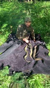 European Eel (Common Eel)