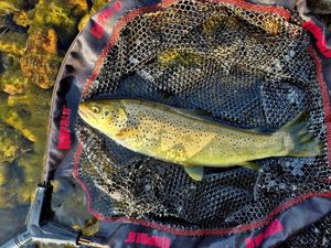 Brown Trout