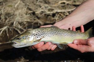 Brown Trout