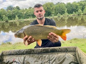 Common Carp