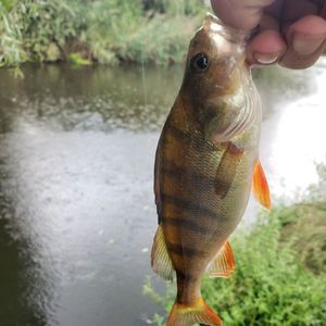 European Perch