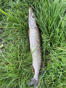 Northern Pike