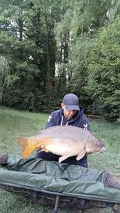 Mirror Carp