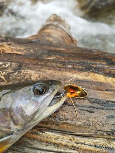 Brook Trout