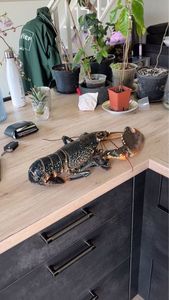 European Lobster