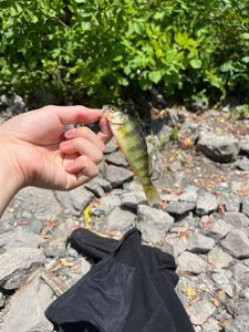 Yellow Perch