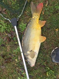 Mirror Carp