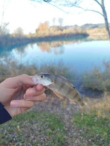 European Perch