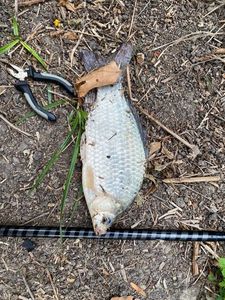 Crucian Carp