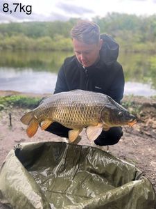 Common Carp