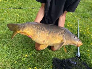 Mirror Carp