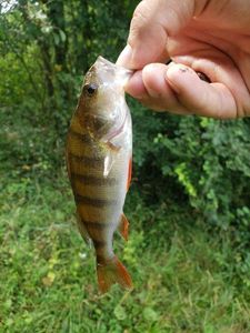 European Perch