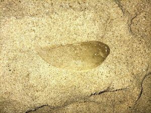 Sole Commune