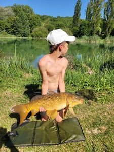 Common Carp
