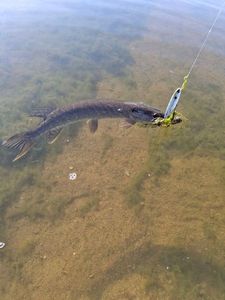 Northern Pike