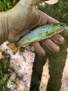 Brown Trout