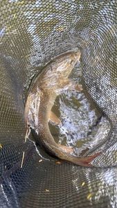 Barbel