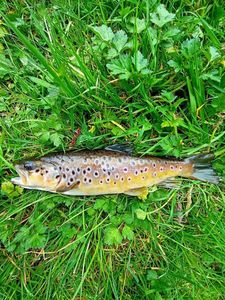 Brown Trout