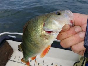 European Perch
