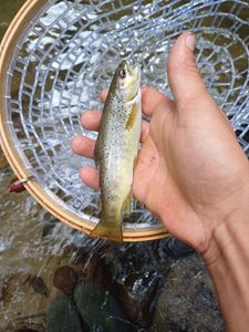 Brown Trout