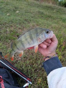 European Perch