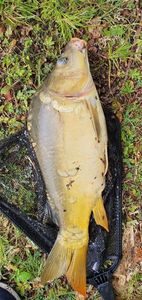 Leather Carp