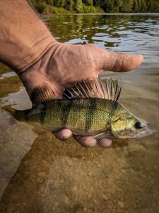 European Perch