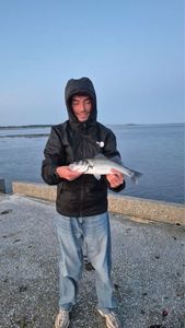 European Bass (Seabass)