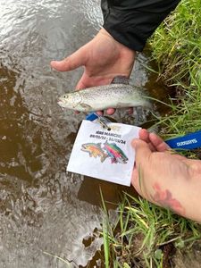 Rainbow Trout