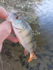European Perch