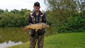 Common Carp