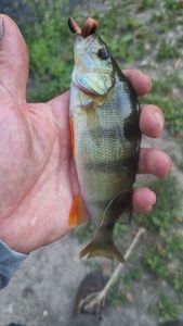 European Perch