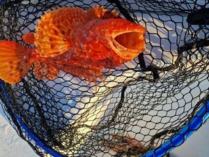 Red Scorpionfish