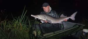 Sturgeon